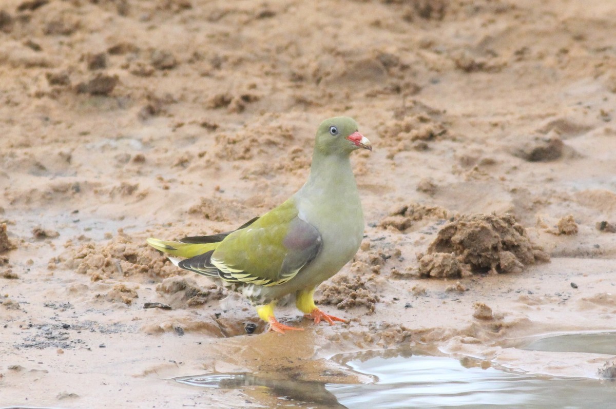 African Green-Pigeon - ML580724801