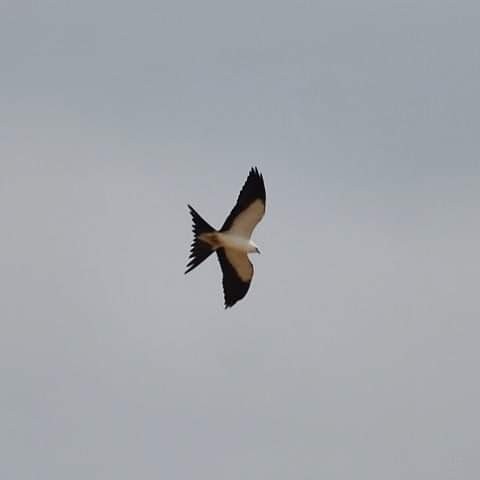 Swallow-tailed Kite - ML580725211