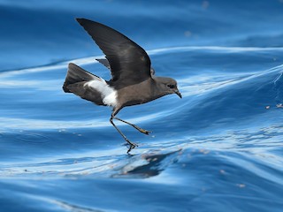  - Wilson's Storm-Petrel