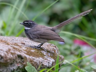  - Spot-breasted Fantail