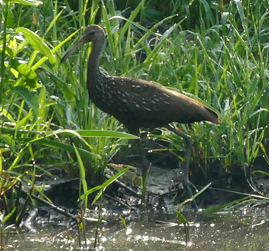 eBird Checklist - 3 Jun 2023 - Lake Lemon--Little Africa - 20 species