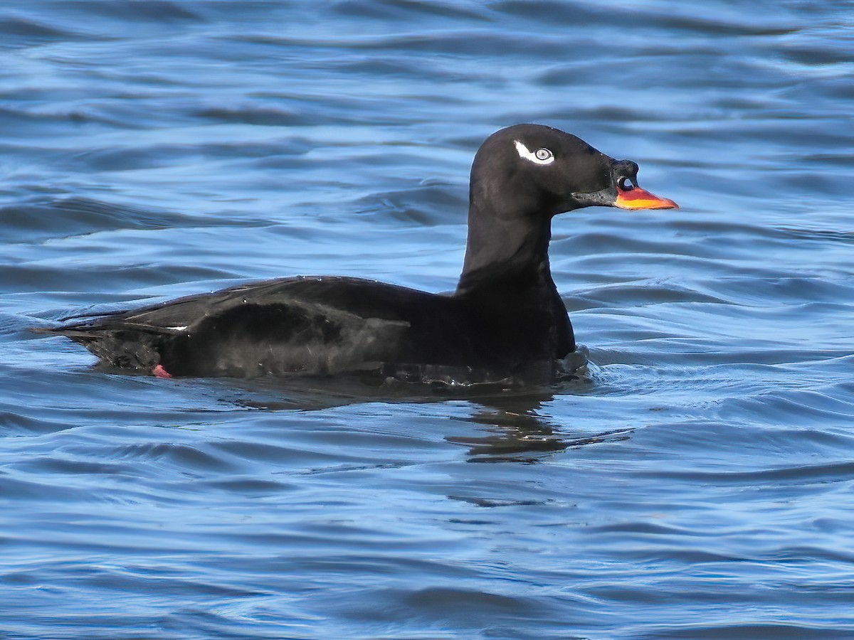 Stejneger's Scoter - Melanitta stejnegeri - Birds of the World