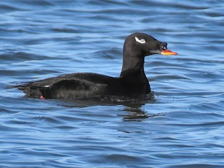  - Stejneger's Scoter