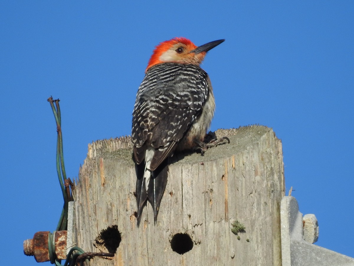 Red-bellied Woodpecker - ML580731351