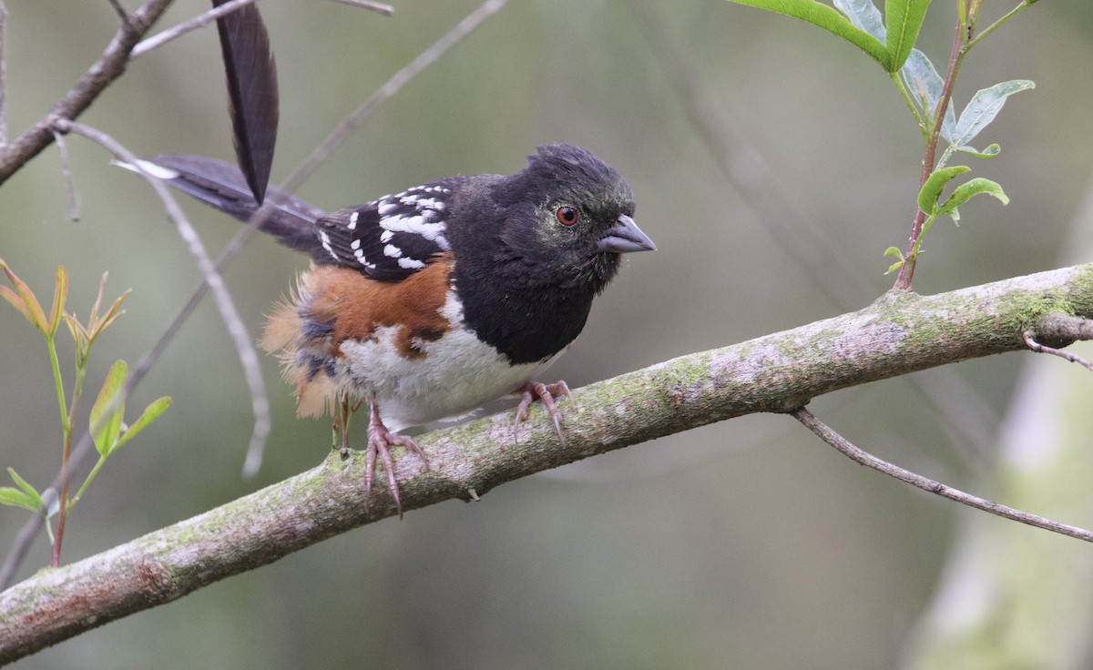 Spotted Towhee - ML580732251