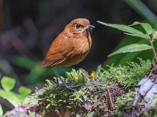  - Muisca Antpitta