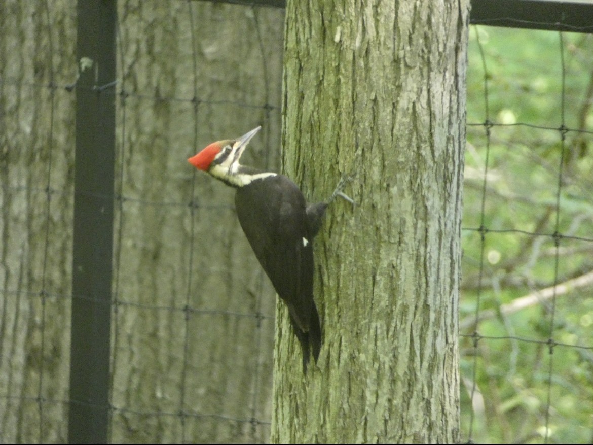 Pileated Woodpecker - Noah  Butas