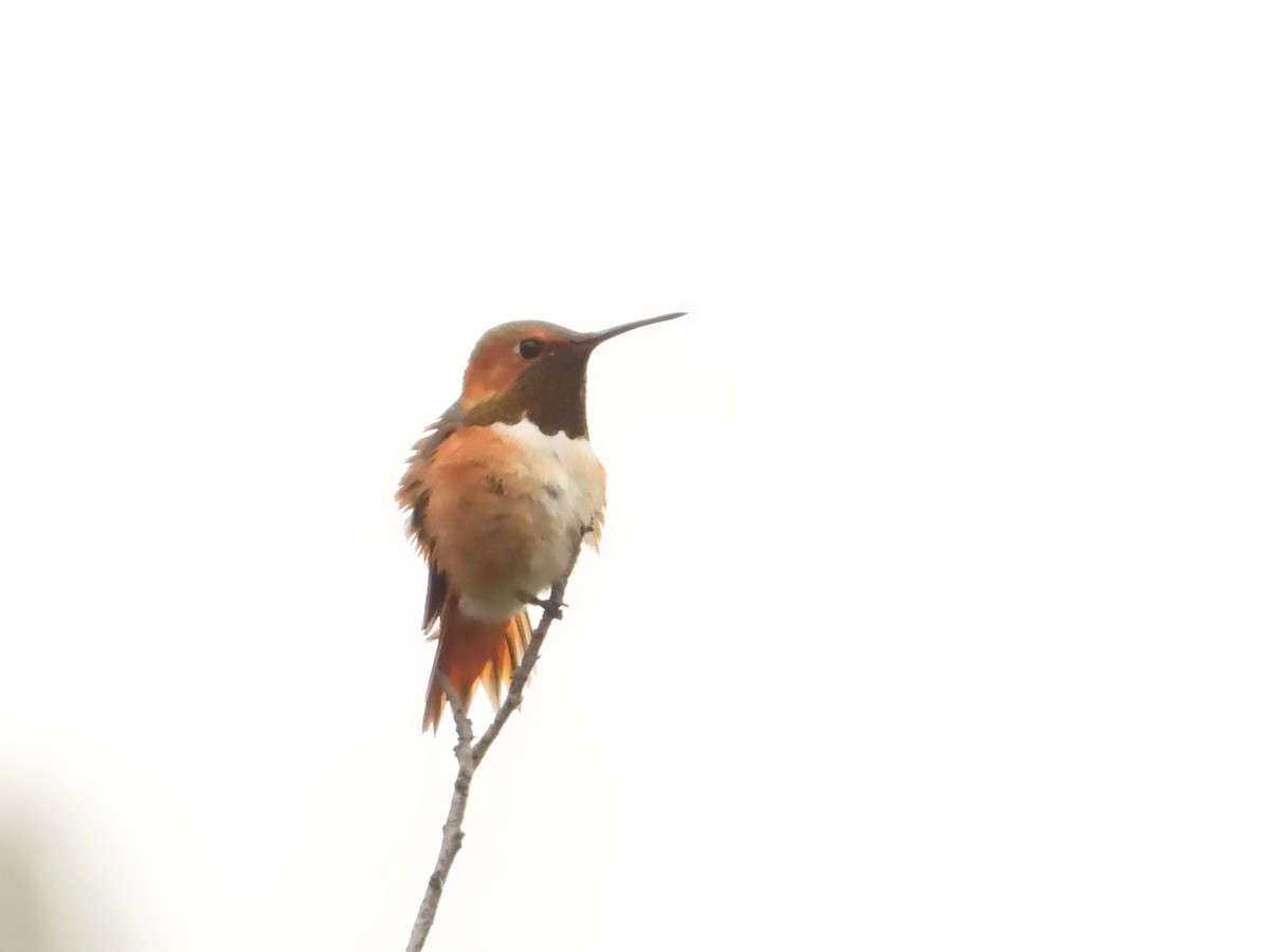 Allen's Hummingbird - ML580738181