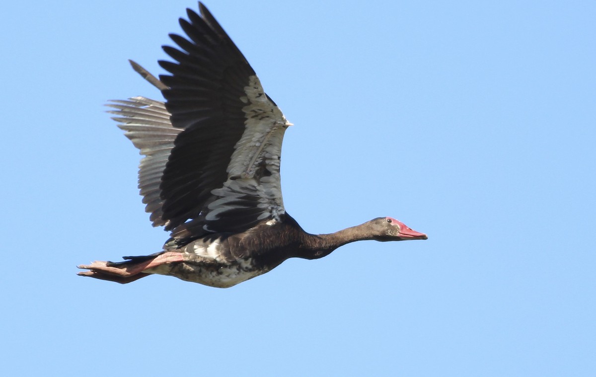 Spur-winged Goose - ML580740511