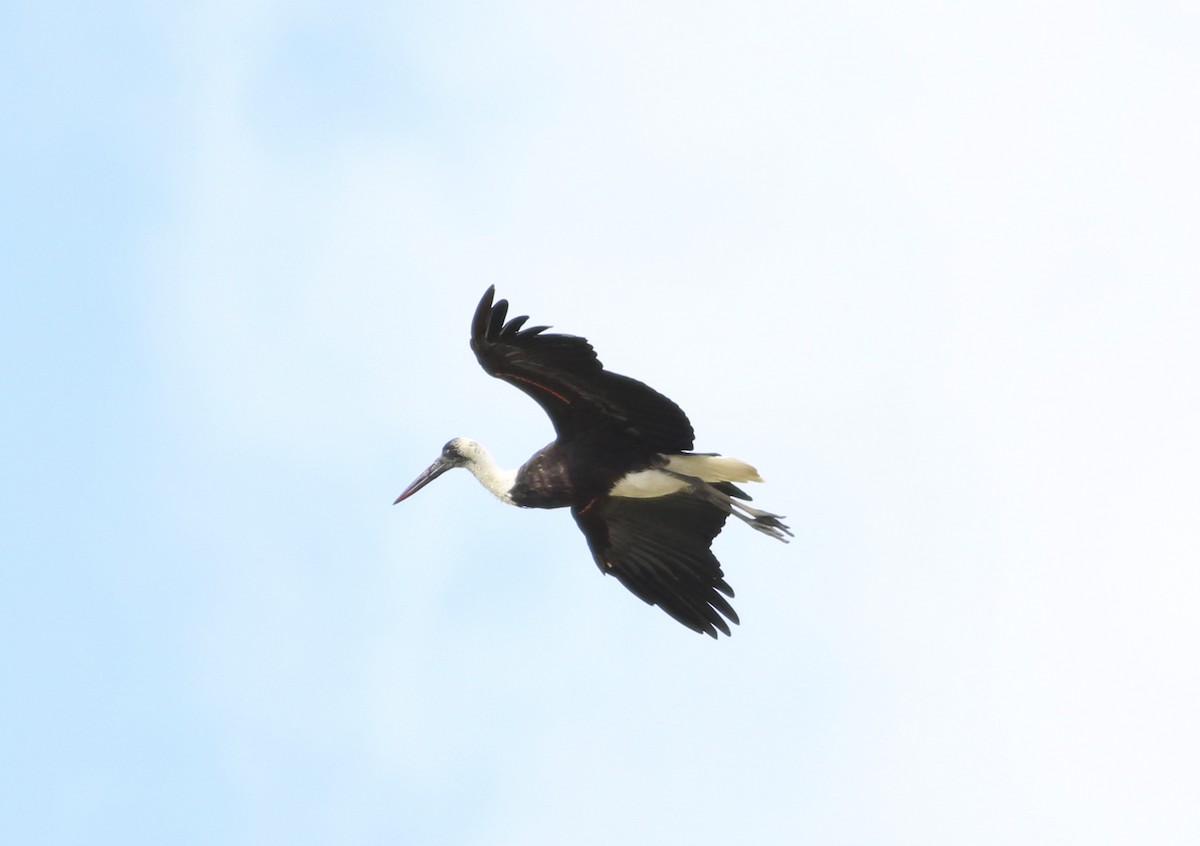 African Woolly-necked Stork - ML580740821