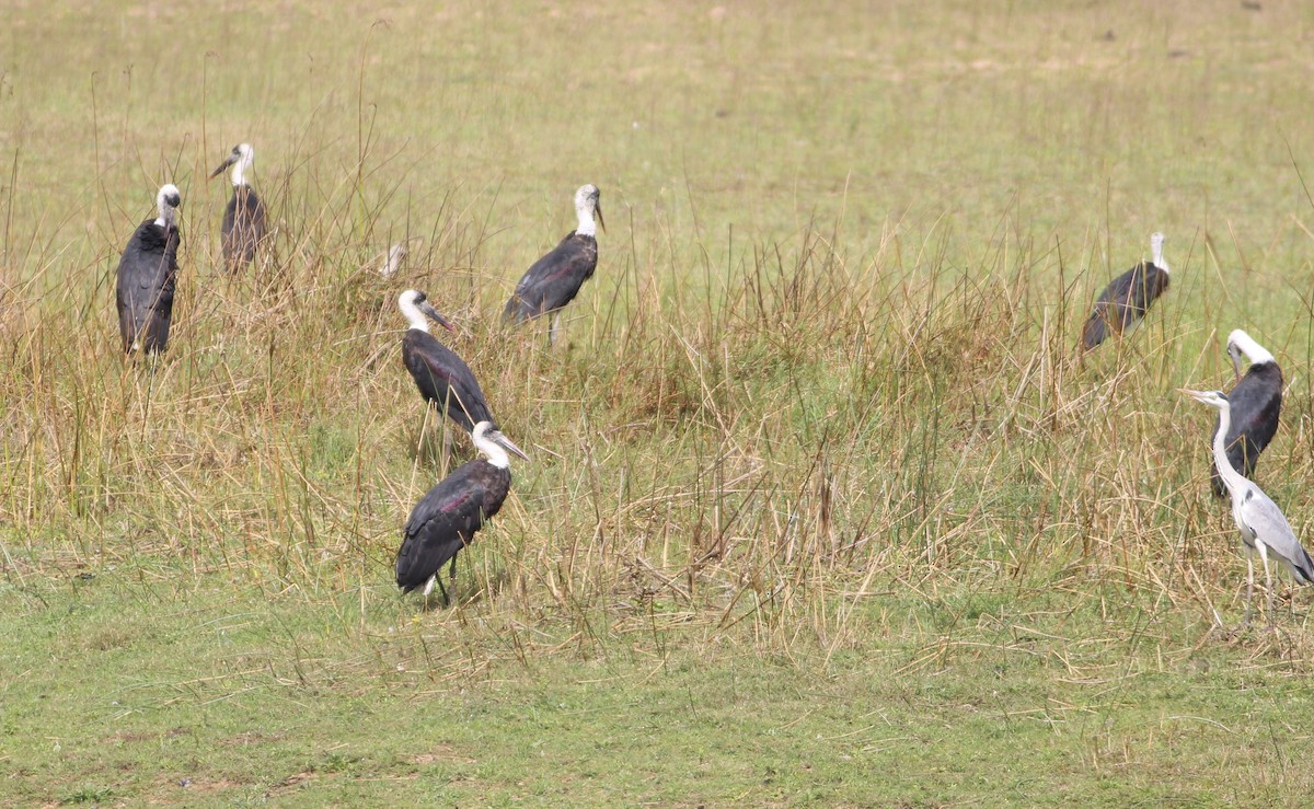 African Woolly-necked Stork - ML580740831
