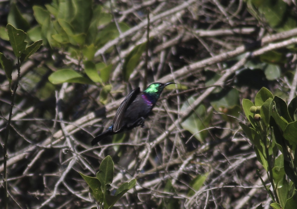 Purple-banded Sunbird - ML580741481