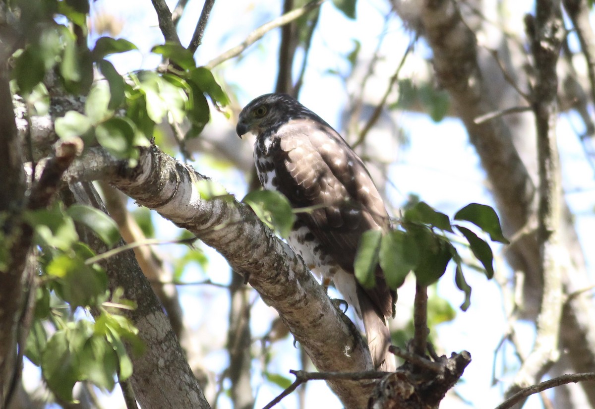 Black Goshawk - ML580741861