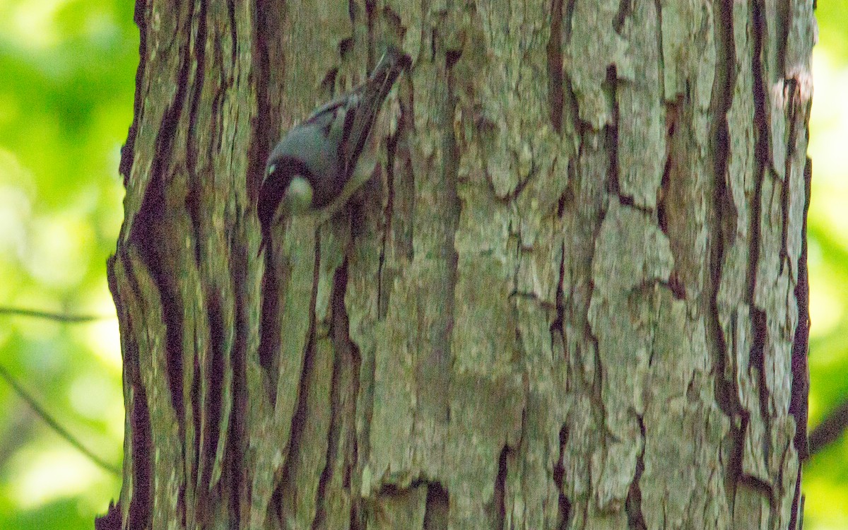 White-breasted Nuthatch - ML58074311