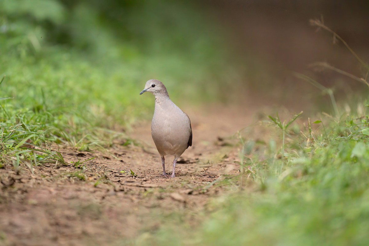Large-tailed Dove - ML580744991