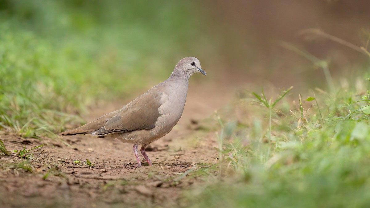 Large-tailed Dove - ML580745001