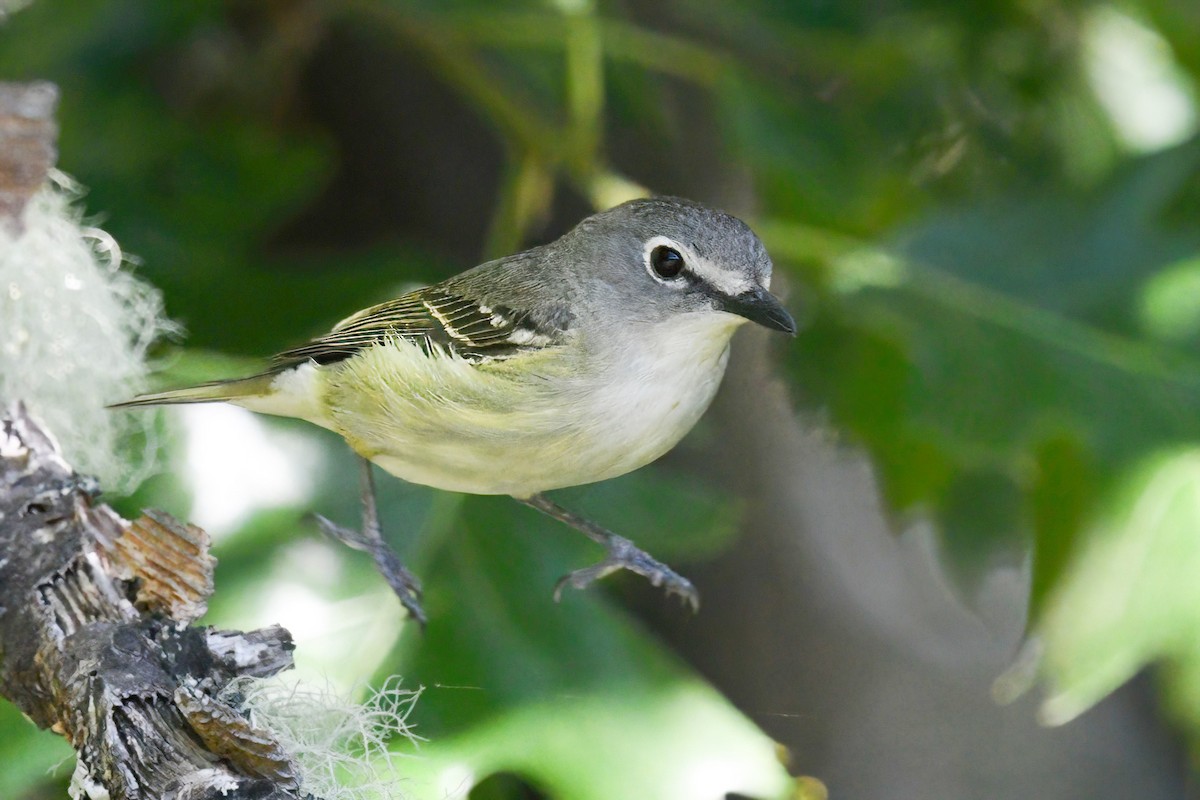 Cassin's Vireo - Max Brodie