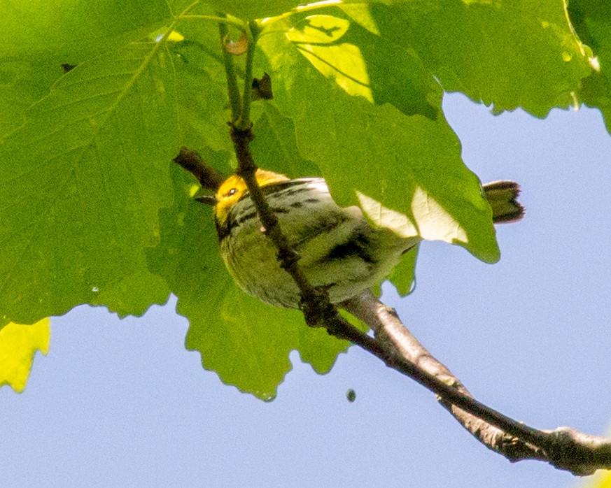 Black-throated Green Warbler - ML58074881