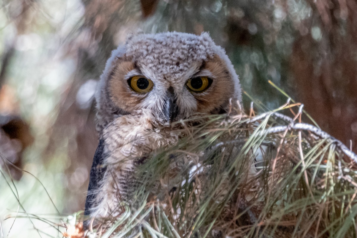 Great Horned Owl - ML580748981