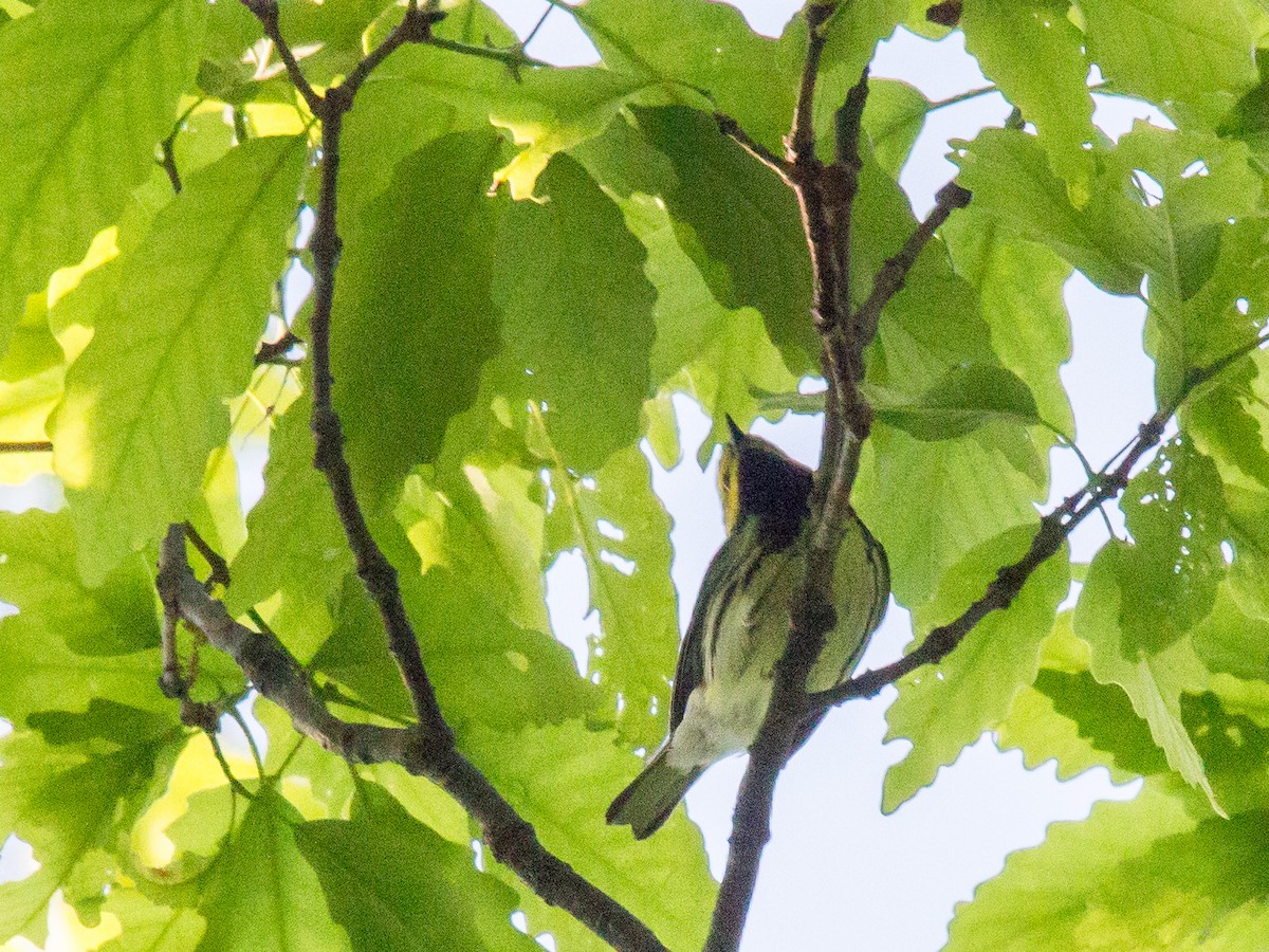 Black-throated Green Warbler - ML58074901