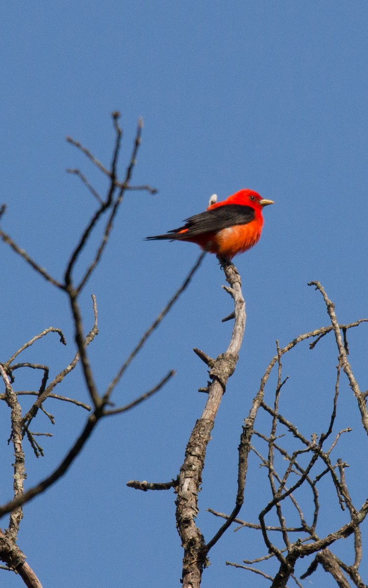 Scarlet Tanager - ML58074981