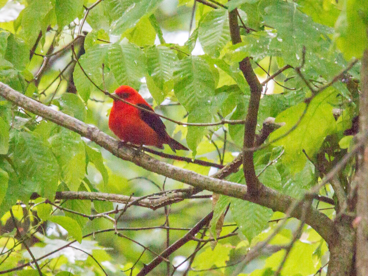 Scarlet Tanager - ML58075031
