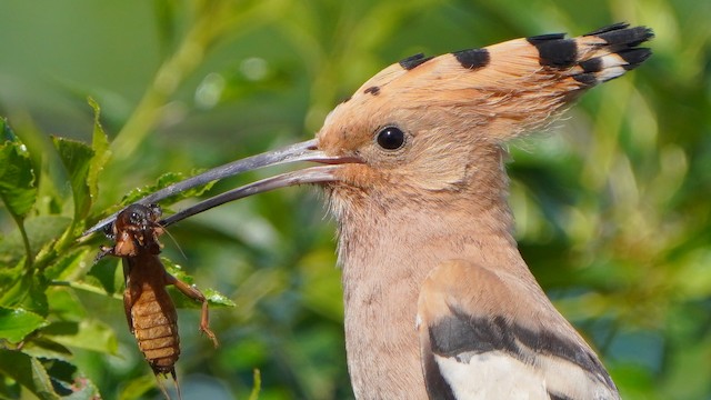 Bird with with Eurasian Mole-Cricket (<em>Gryllotalpa gryllotalpa</em>). - Eurasian Hoopoe - 