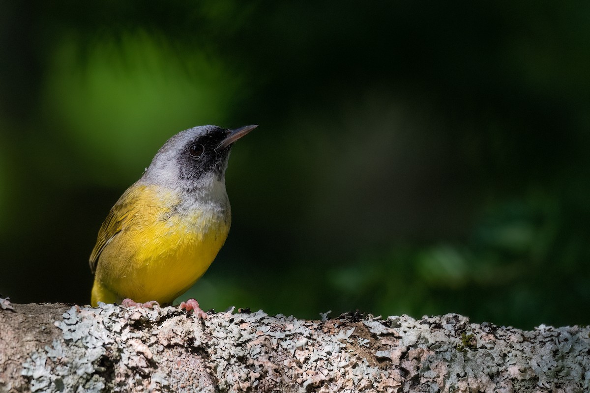 雑種 ノドグロアメリカムシクイ ｘ カオグロアメリカムシクイ - eBird