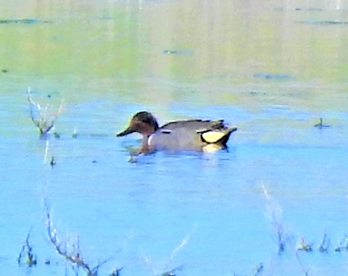 Green-winged Teal - ML580759041