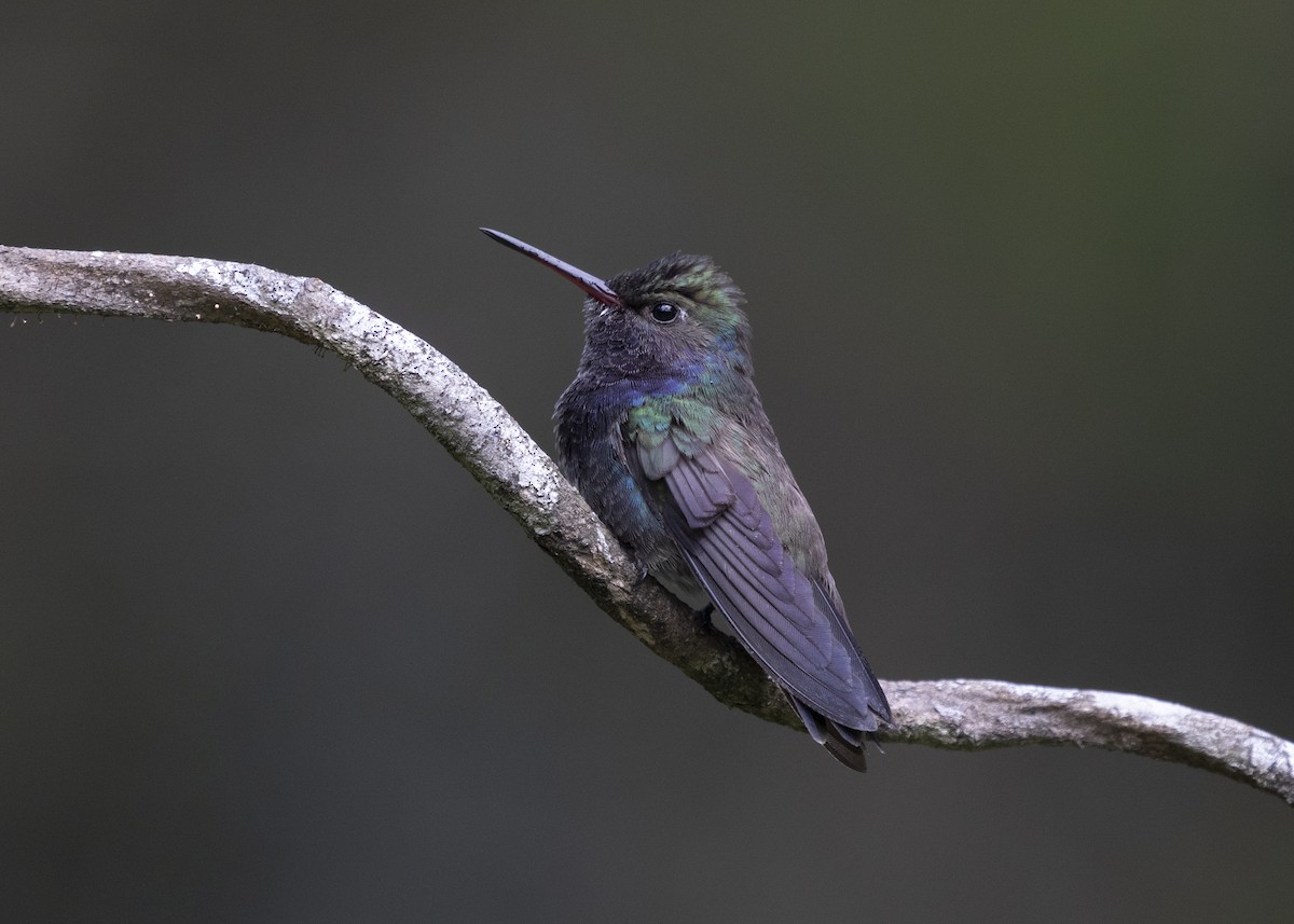kolibřík safírový (ssp. lactea/zimmeri) - ML580769351