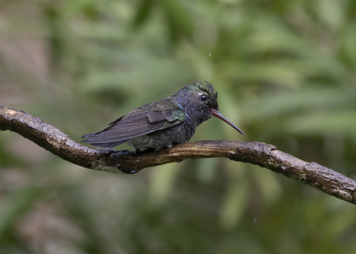 kolibřík safírový (ssp. lactea/zimmeri) - ML580769361