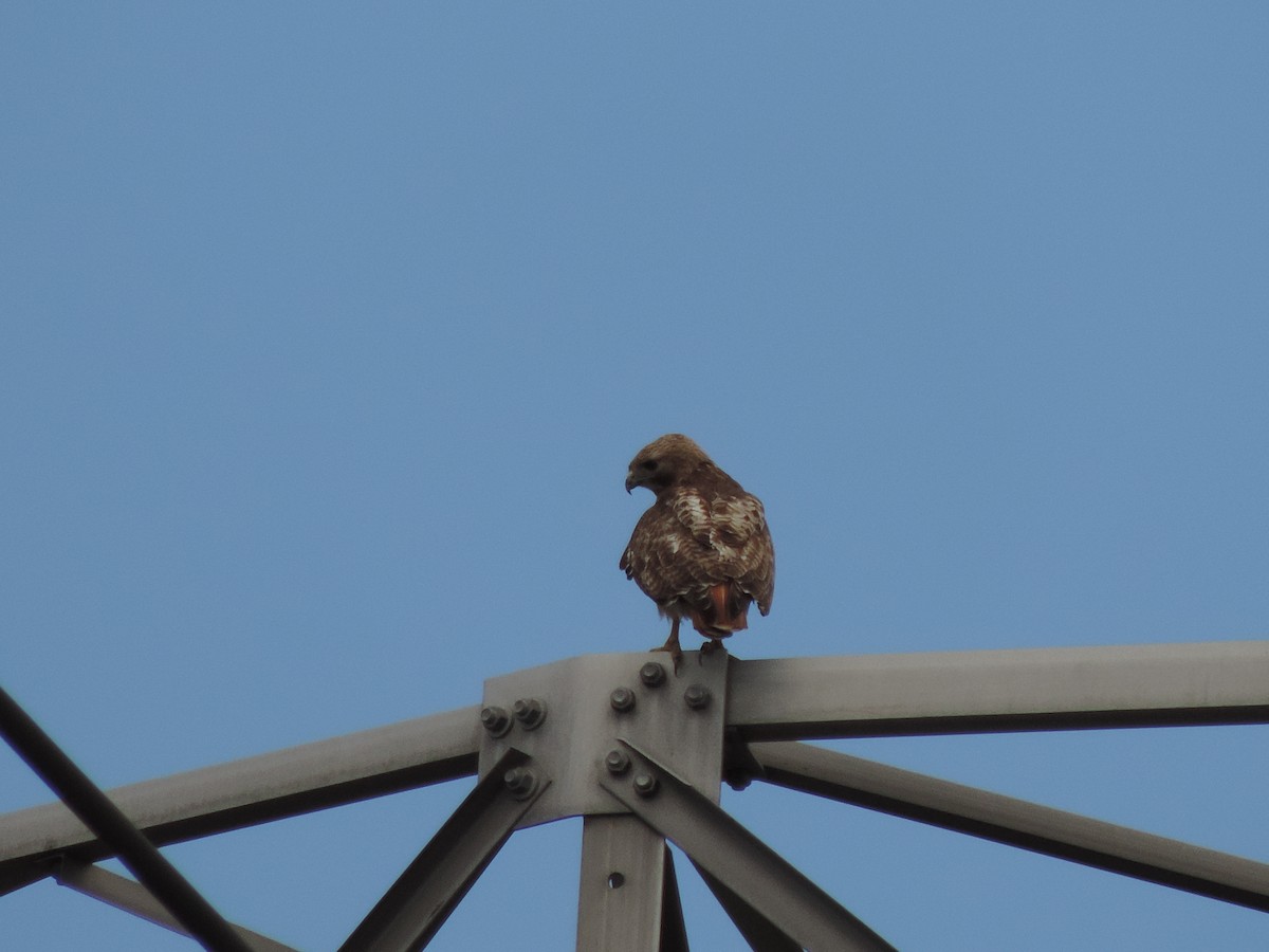 Red-tailed Hawk - Rich Brown