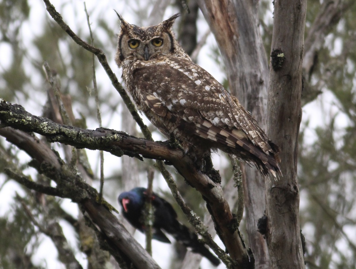 Spotted Eagle-Owl - ML580772801