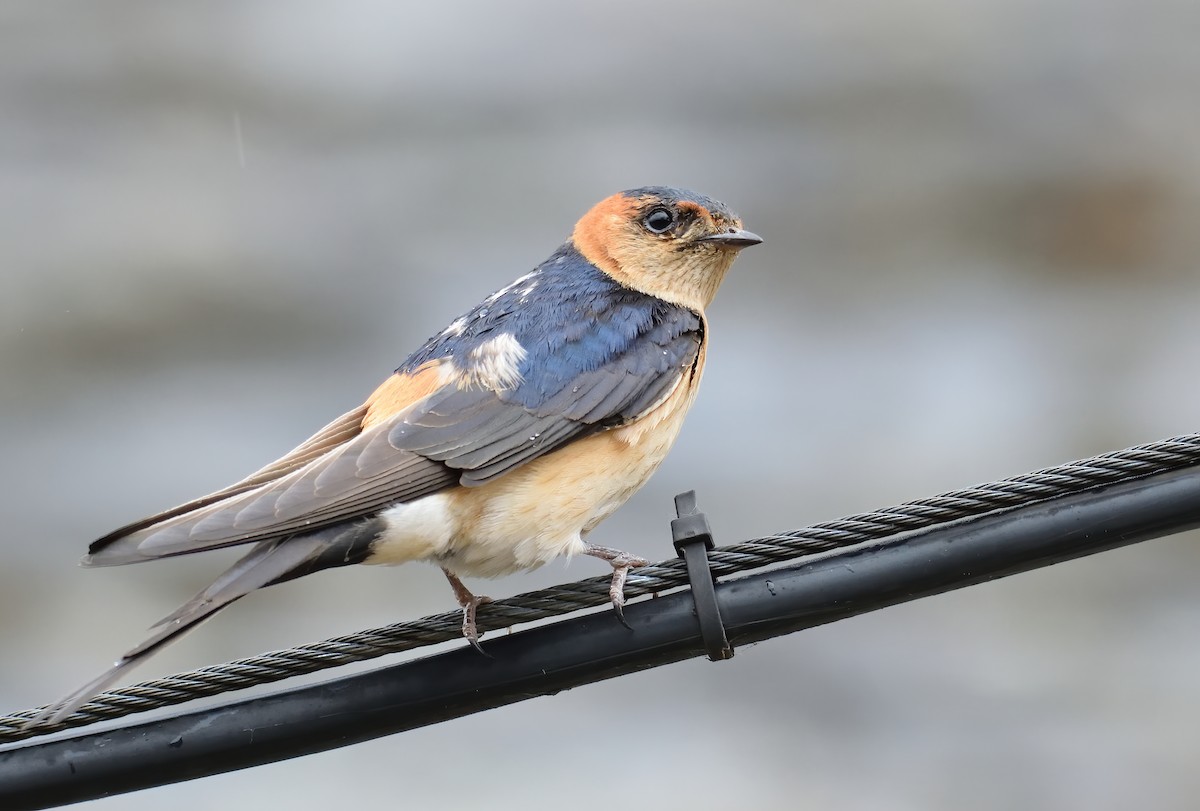 Red-rumped Swallow - ML580775411