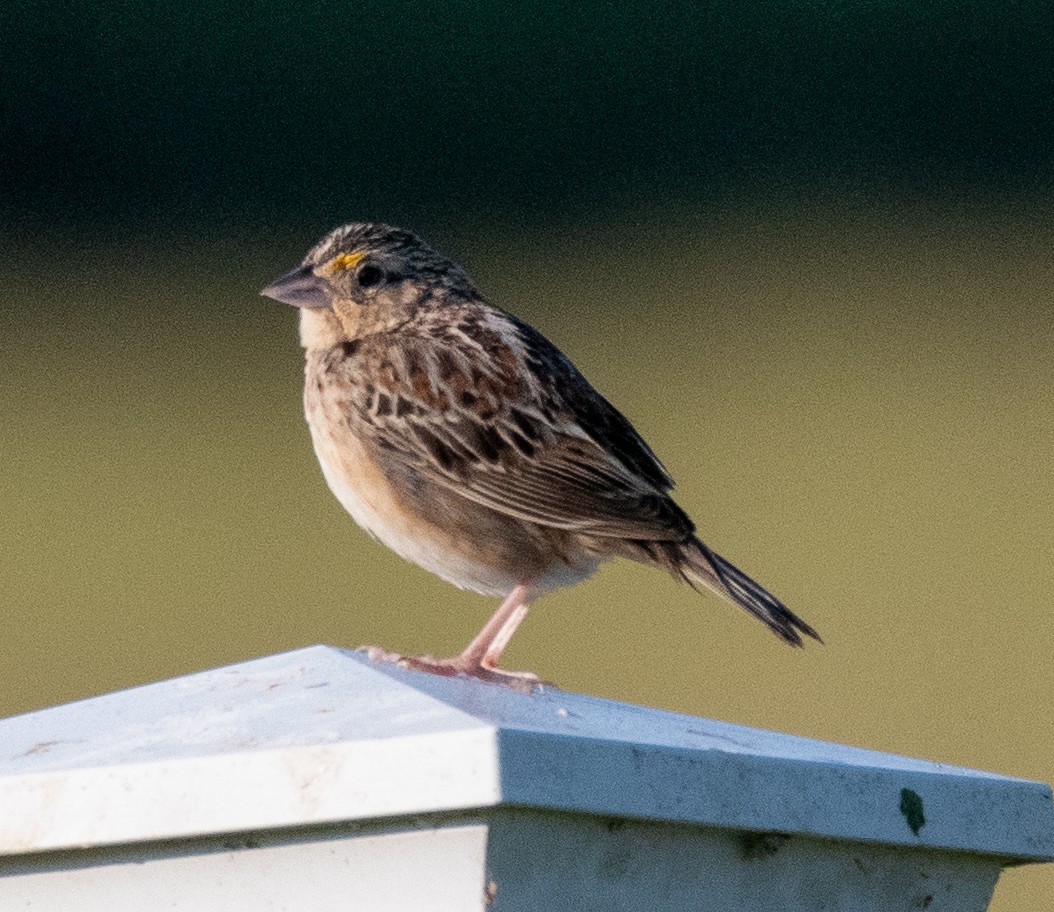 Grasshopper Sparrow - ML580783511