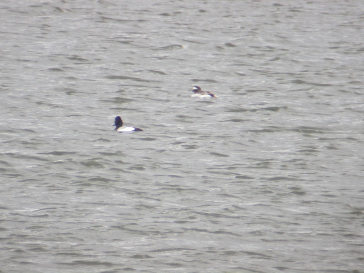Long-tailed Duck - ML58078441