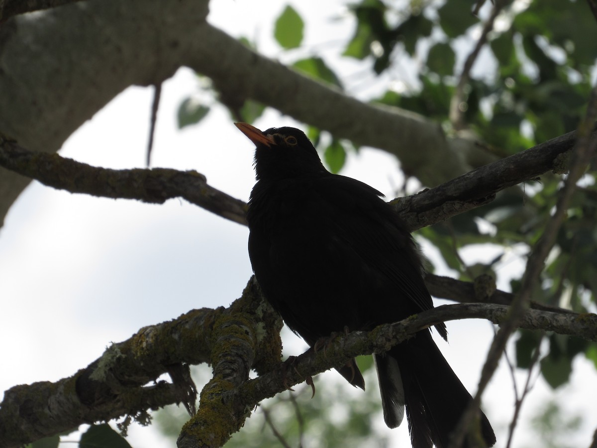 Eurasian Blackbird - ML580784421