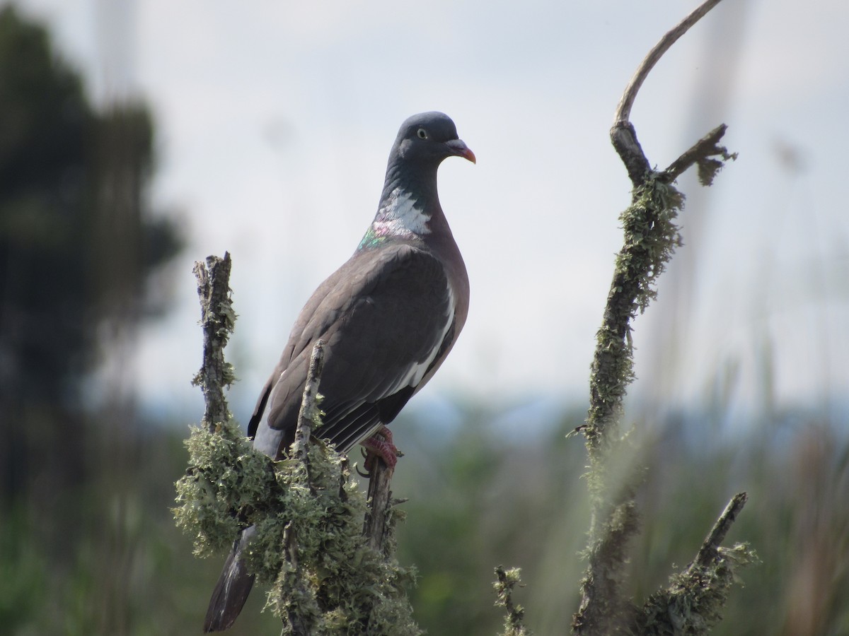 Common Wood-Pigeon - ML580784961