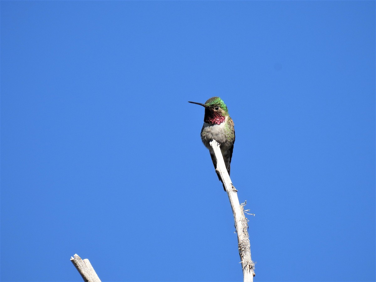 Broad-tailed Hummingbird - ML580785751