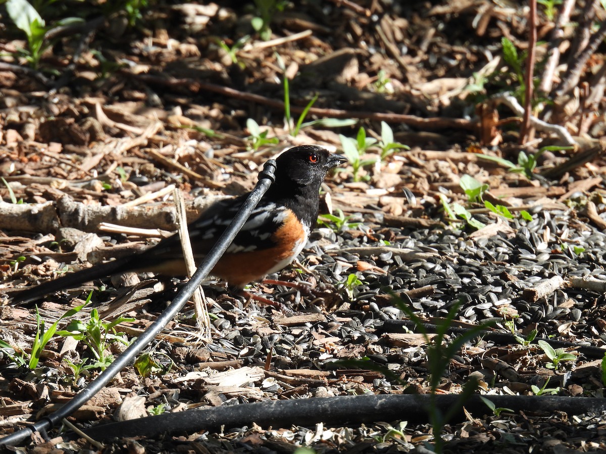 Spotted Towhee - ML580785861