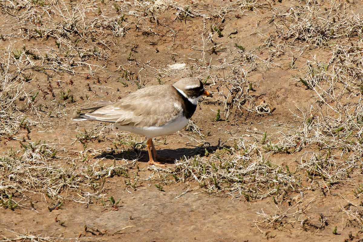 Common Ringed Plover - ML580787781