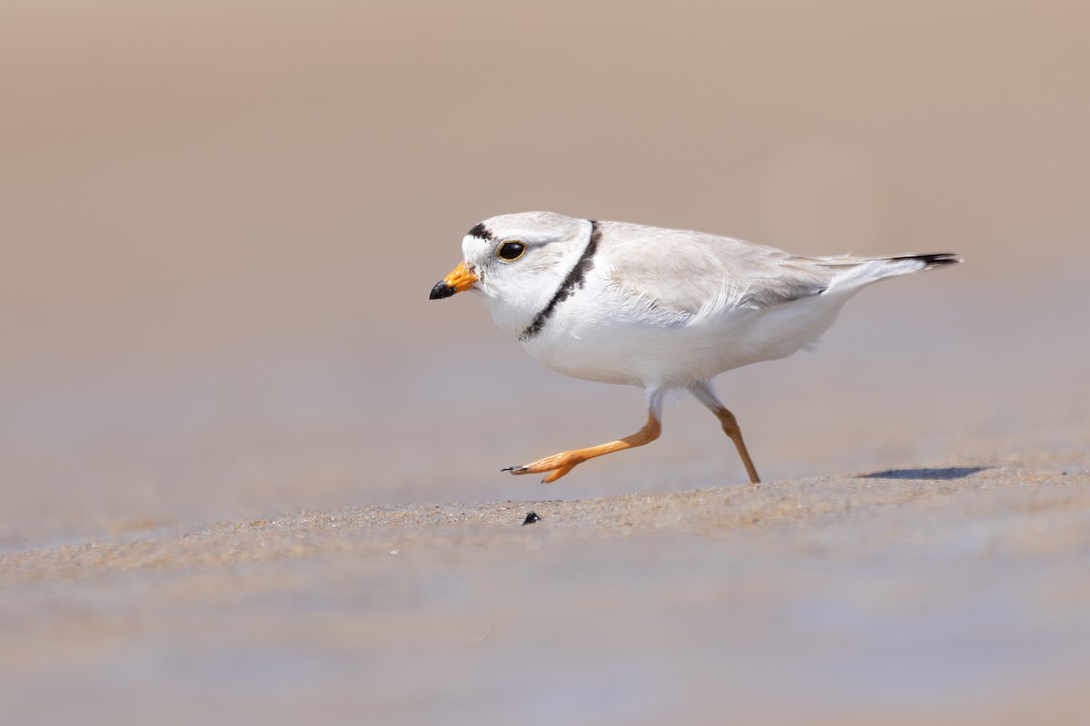 Piping Plover - ML580791671