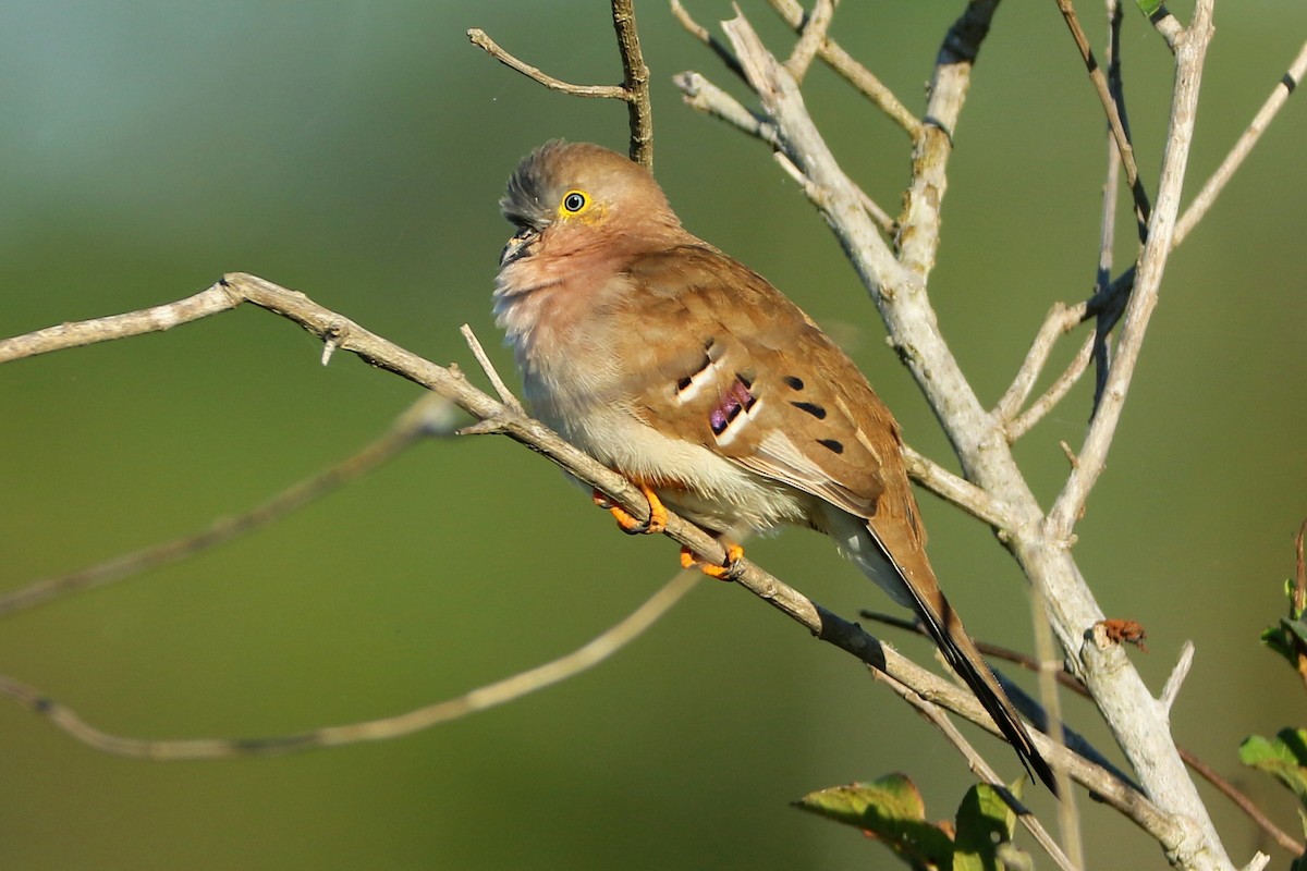 Long-tailed Ground Dove - ML580795191
