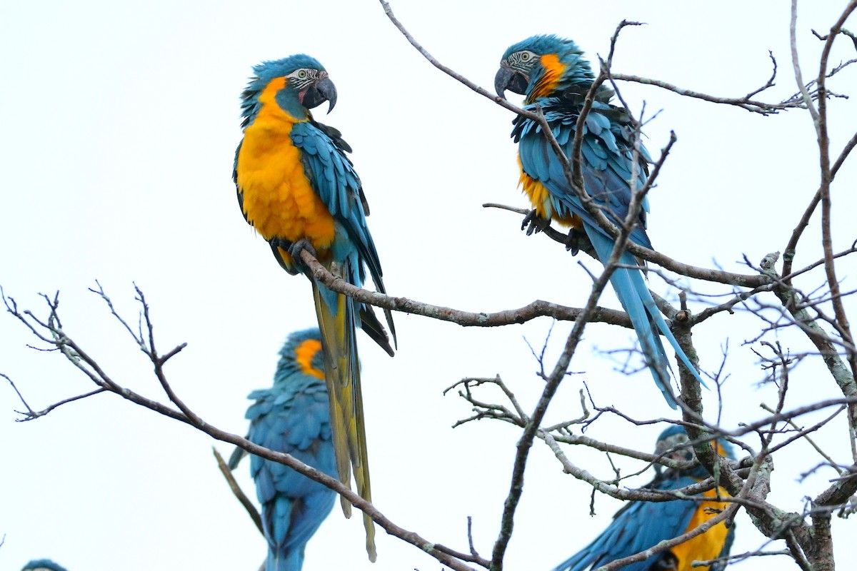 Blue-throated Macaw - Dietmar PETRAUSCH