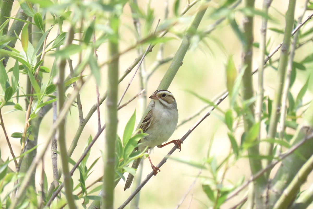 Clay-colored Sparrow - ML580799281