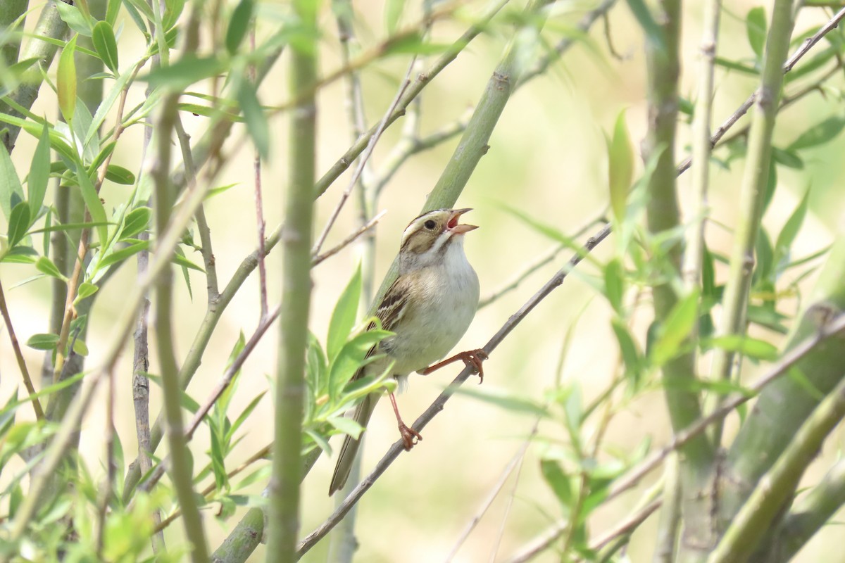 Clay-colored Sparrow - ML580799301