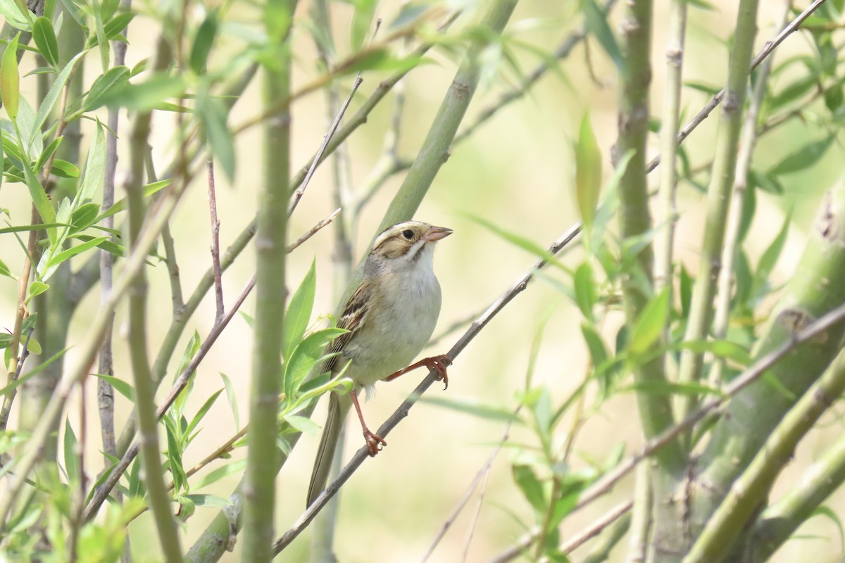 Clay-colored Sparrow - ML580799311