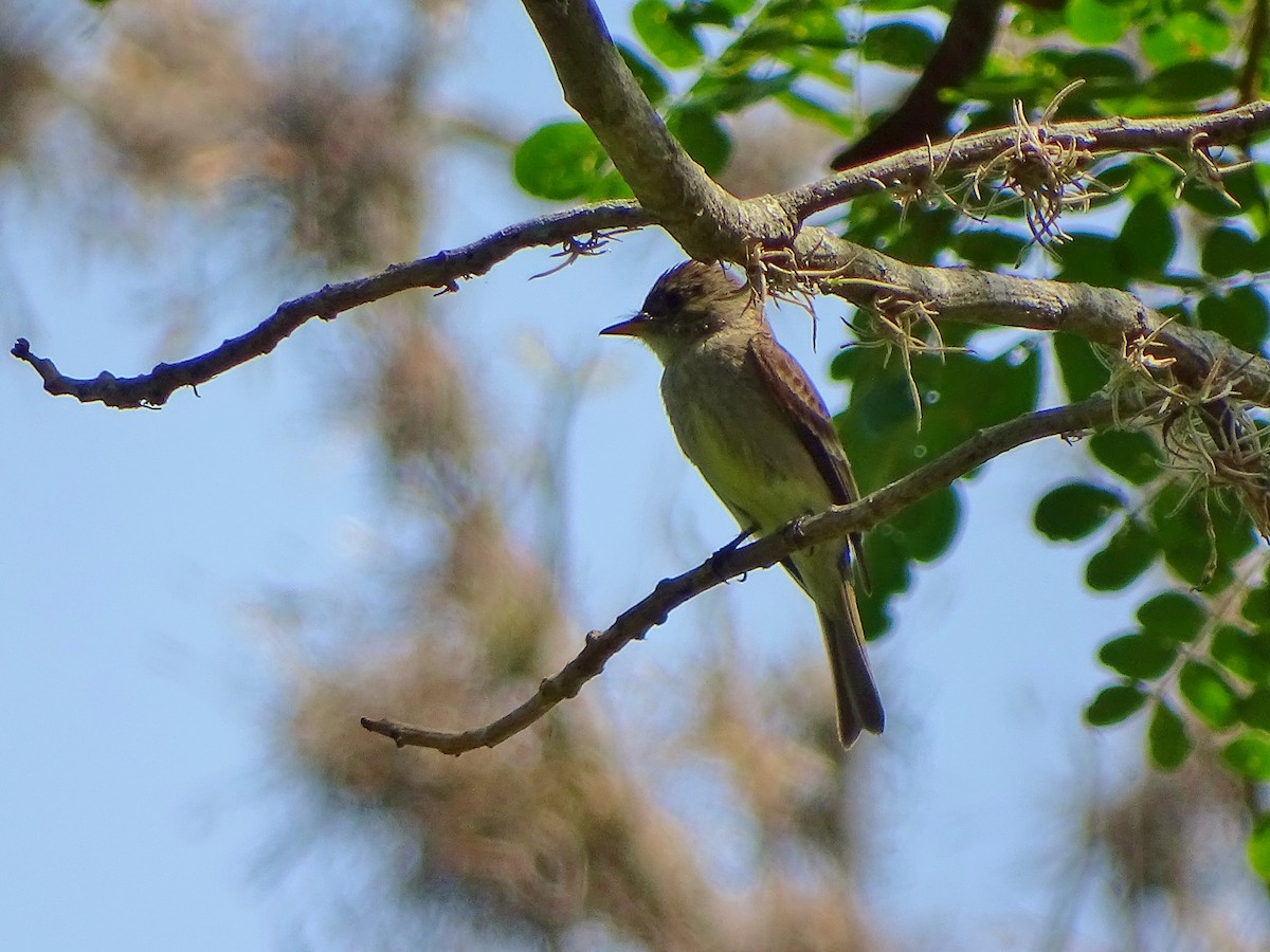 Northern Tropical Pewee - Alfonso Auerbach