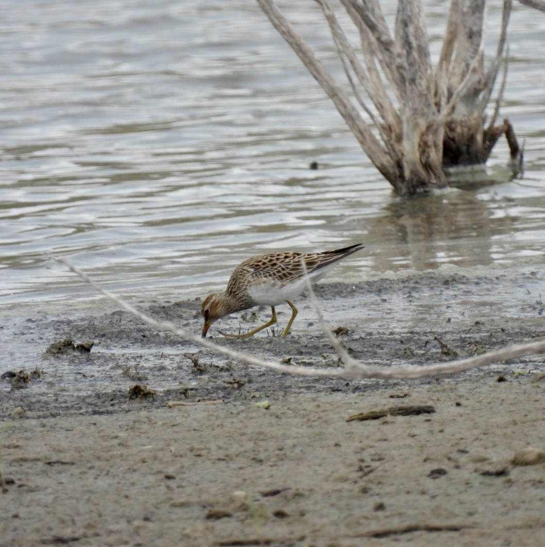 Pectoral Sandpiper - Christopher Daniels