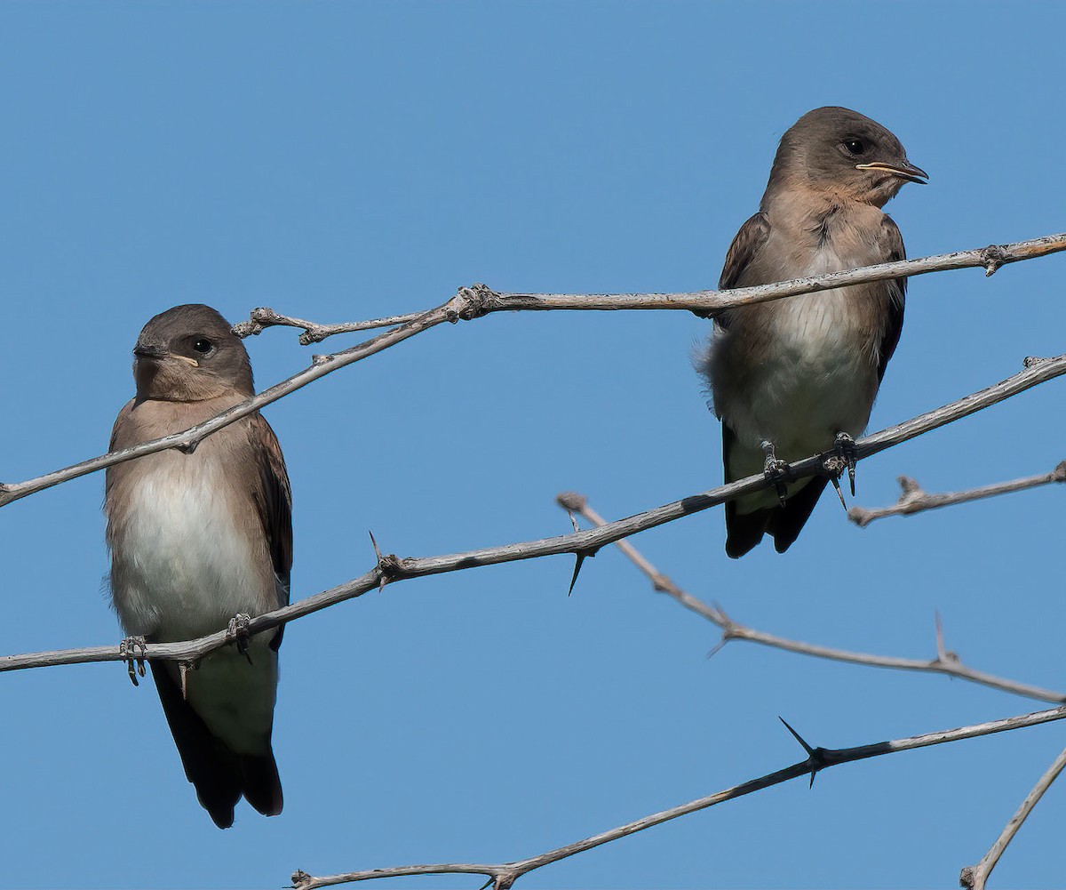 Northern Rough-winged Swallow - ML580802161